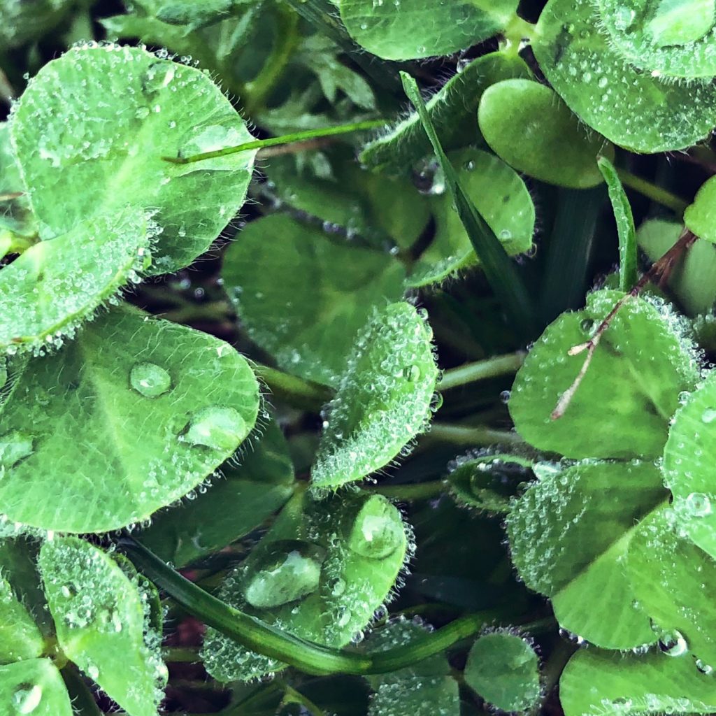 frozen dew on clover makes me want to hold my breath